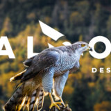 FALCON Design logo
